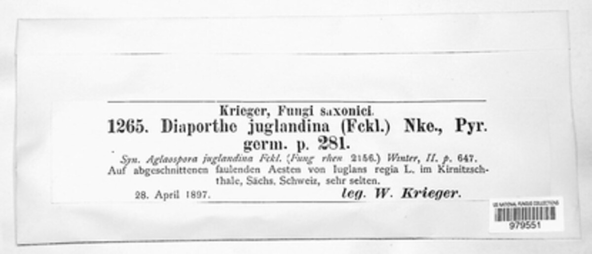 Diaporthe juglandina image